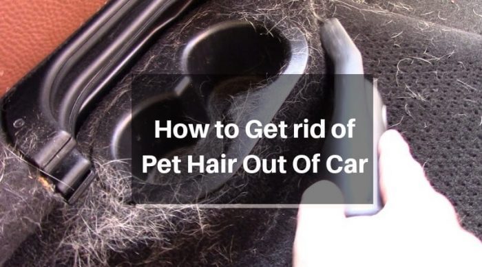 The easiest way to remove pet hair from the car