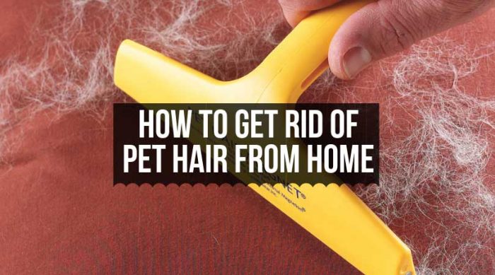 How to get rid of pet hair from home
