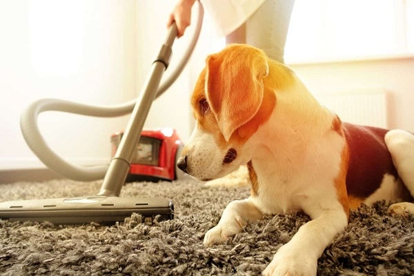 Best Upright Vacuum Cleaner